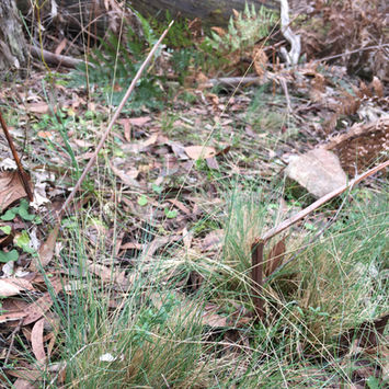 Poa morrisii
