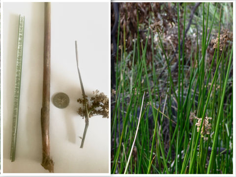 Juncus procerus