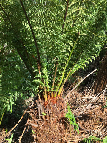 Dicksonia antarctica
