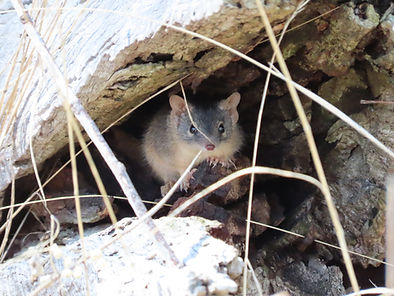 Yellow-footed antechinus.JPG