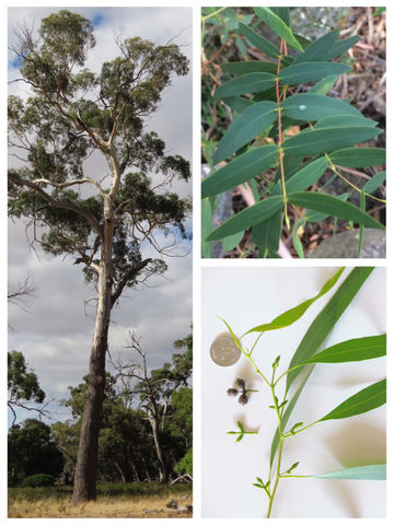 Eucalyptus viminalis