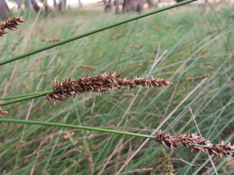 Carex tereticaulis