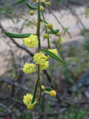 Acacia aspera