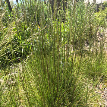 Poa ensiformis