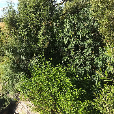 bushes.jpeg