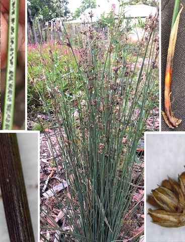 Juncus subsecundus