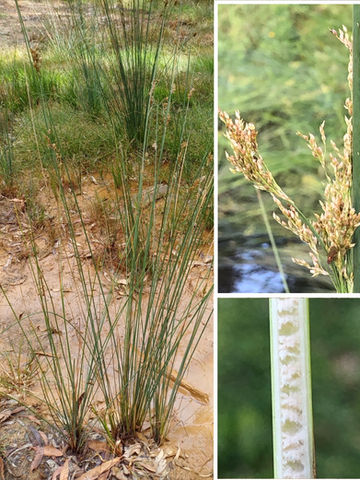 Juncus sarophorus