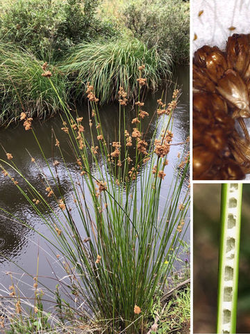 Juncus gregiflorus