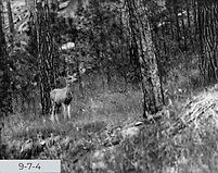 Custer State Park, South Dakota Deer_edi