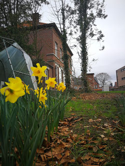 de pa(as)torie in volle bloei!