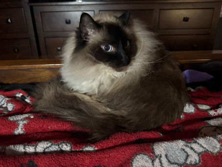 Ragdoll Colors and Patterns Explained: A Complete Guide