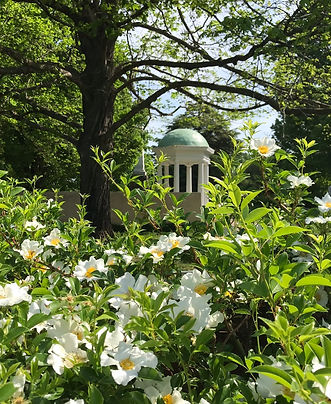 Speaker's Belvedere & Cherokee roses 2021.jpg