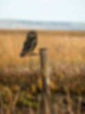 Barn owl 2.jpg