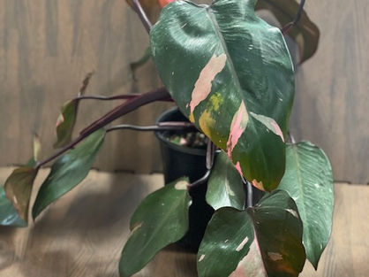 For the Plant Parent Who’s Just Raw Dogging It