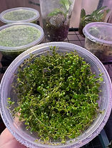 Redefining Foliage String of Turtles plant.jpg