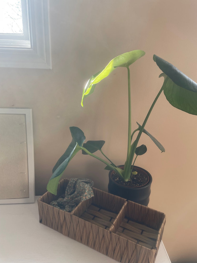 Monica the Monstera: The Green Queen Who Started It All!