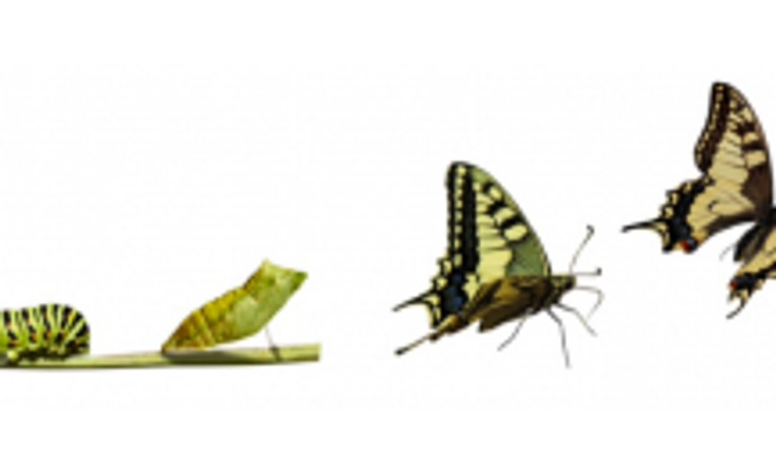 Chenille-papillon - copie.png