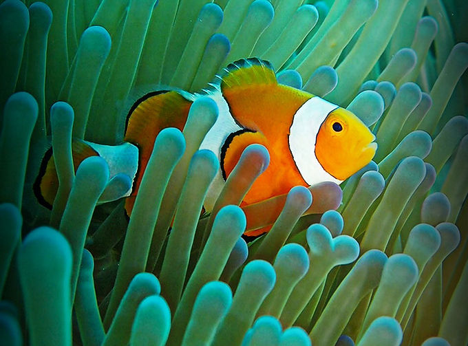 Dive (9).jpg