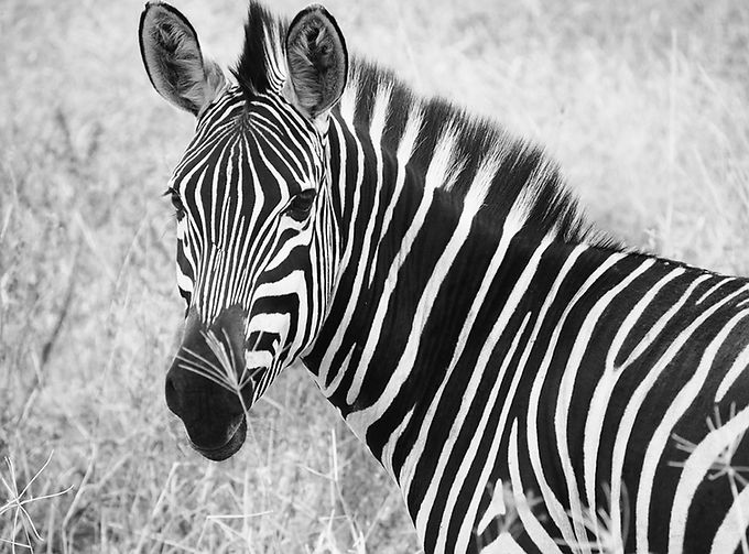 Africa (13).jpg