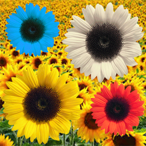 sunflowercolorgif.gif