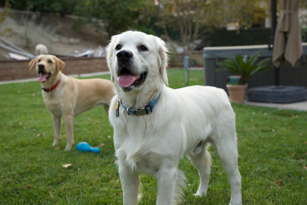 King, a large white Golden Retriever, and Maggie, a small yellow labrador, with Ricki off sniffing the hill in the background.