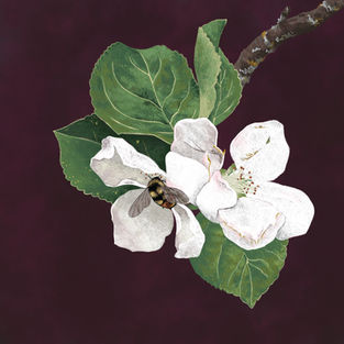 Apple Blossom