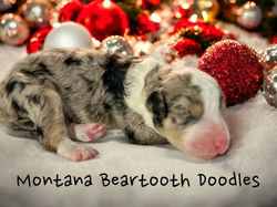 Dalmatian Dog