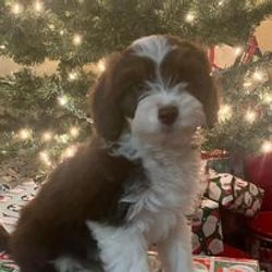 Cocker Spaniel