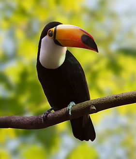 toucan-over-nature-background.jpg