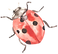cocci1.png