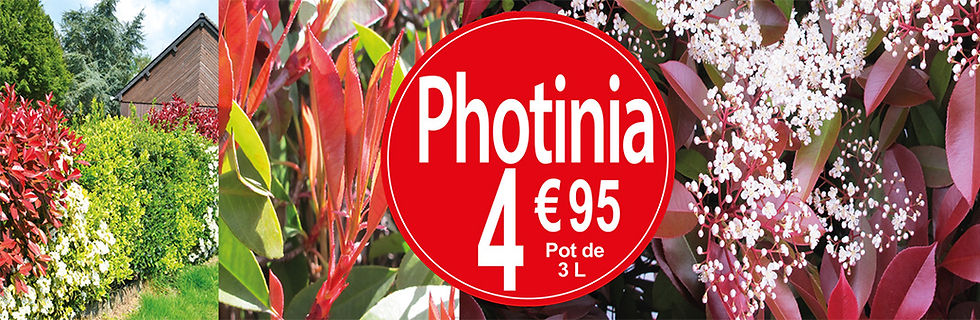 slide-photinia-MARS-26