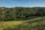 Springtime View (MLS).jpg