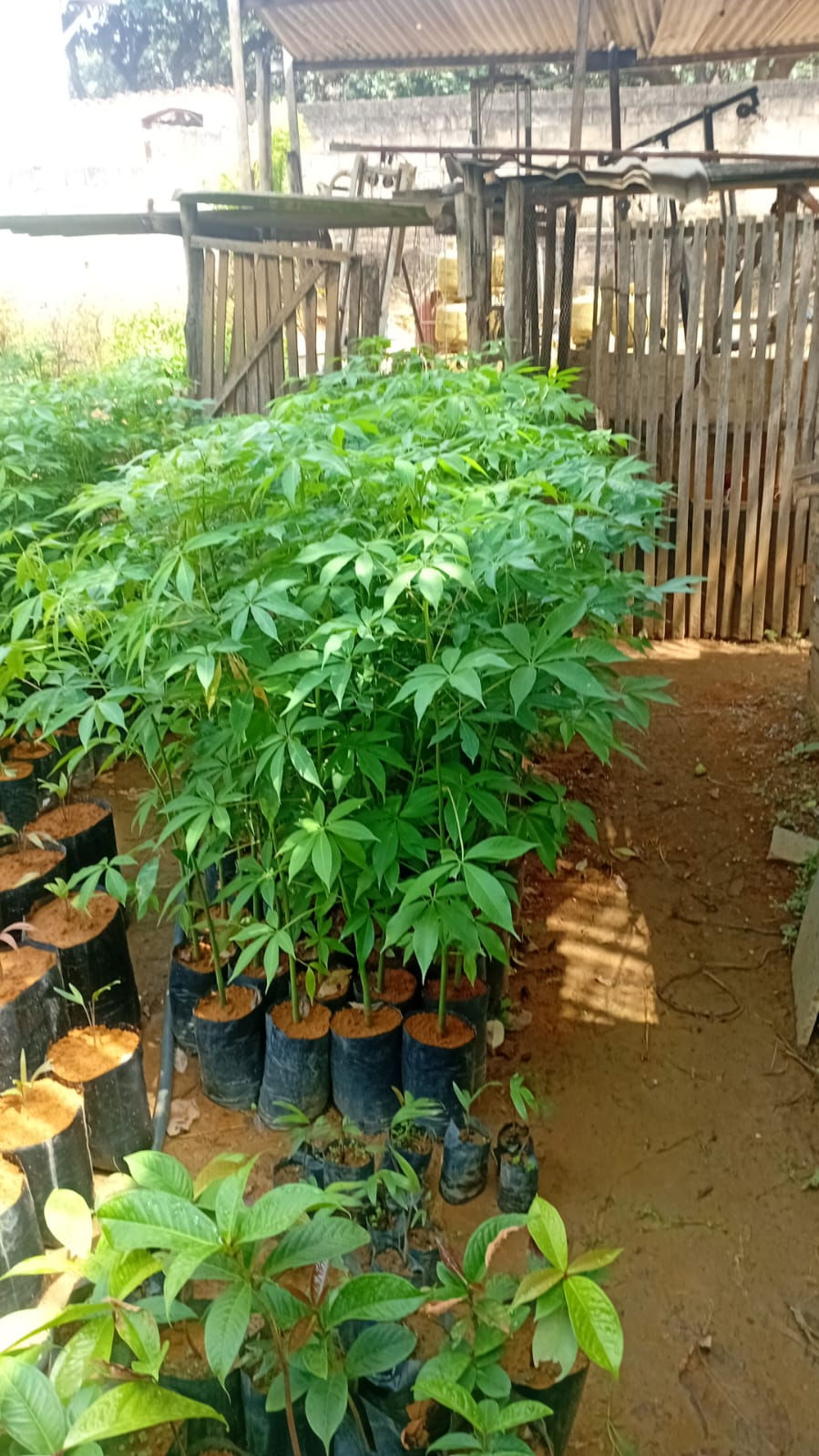 Paineira Rosa (Ceiba speciosa) 1 metro