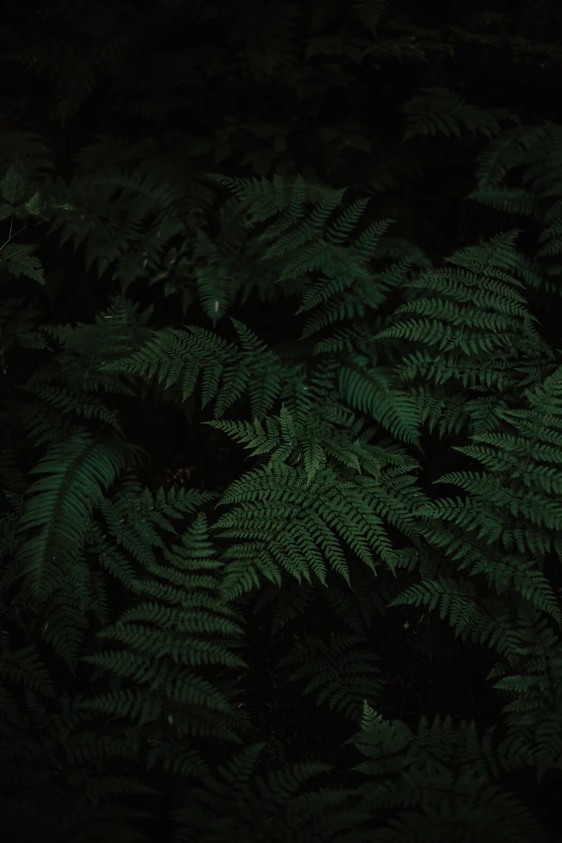 photo-1528604891270-c2d9c3d1fc0b.webp