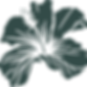 hibiscus.png