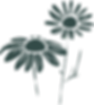 chamomile.png