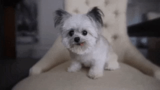 giphy.gif