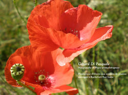 Le Papaver rhoeas