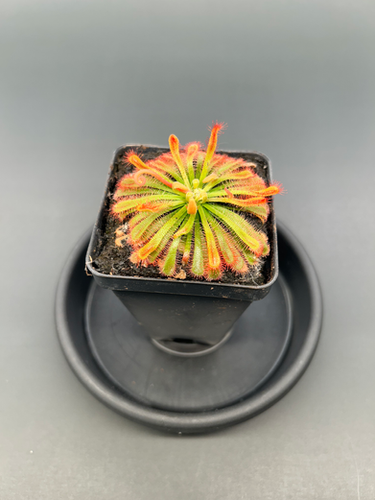 マ*ロ様 SUNSEA 17SS 1st SUNSEA's Type WW 2 Gold Coast - Drosera spatulata | Fangs & Foliage
