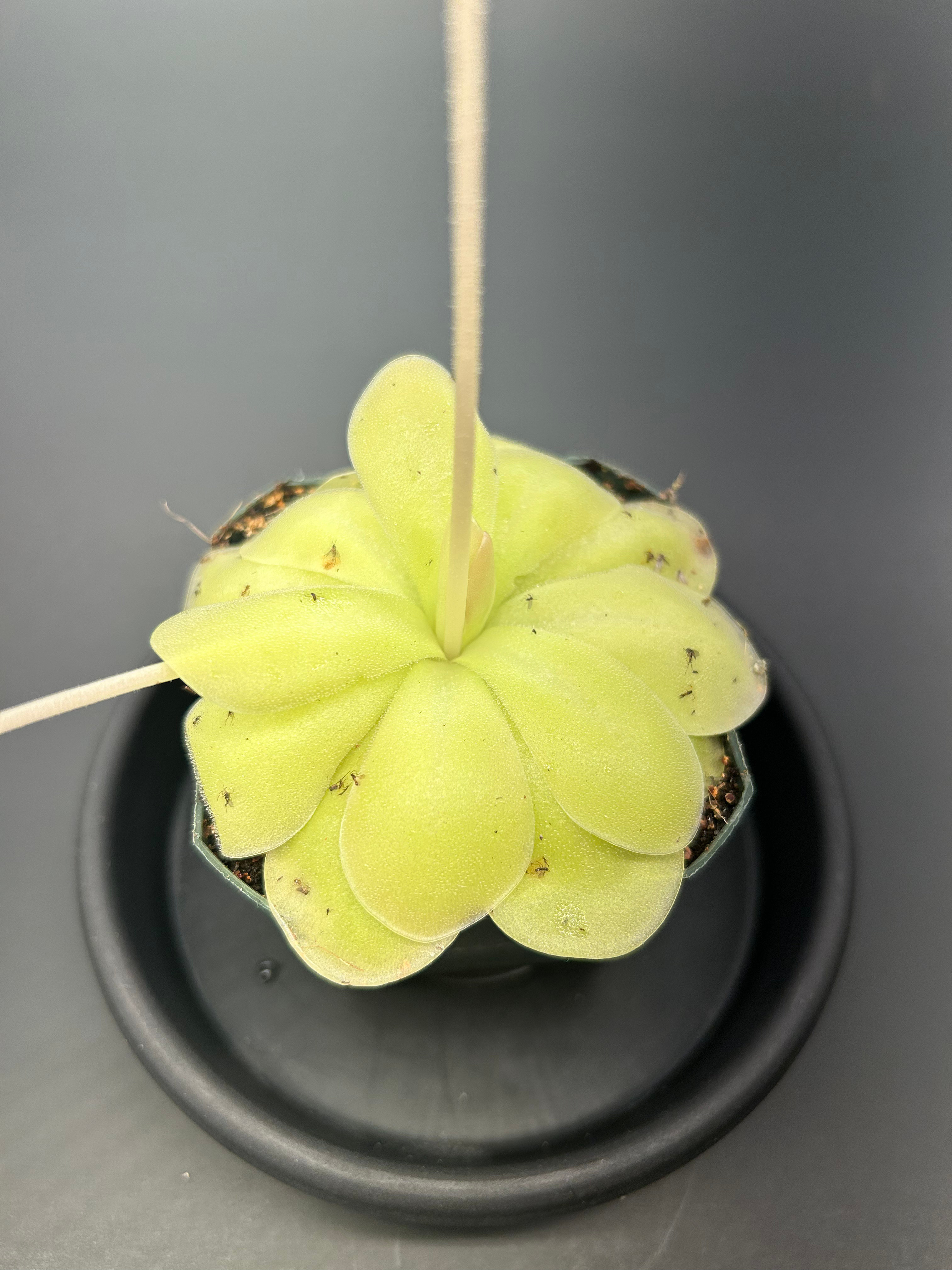 Pinguicula Agnata