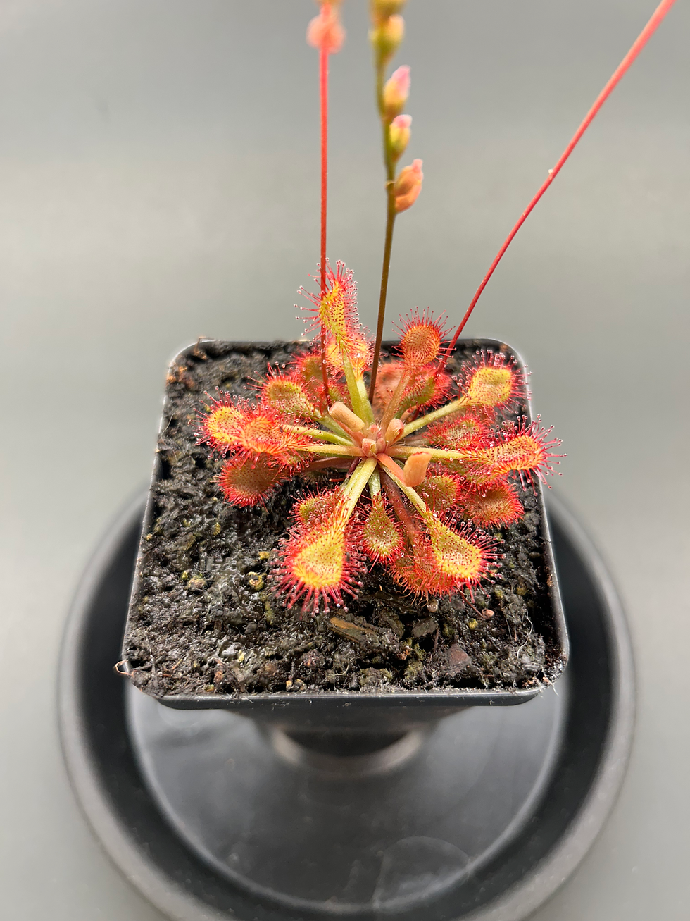 Thumbnail: Drosera capillaris [seeds]