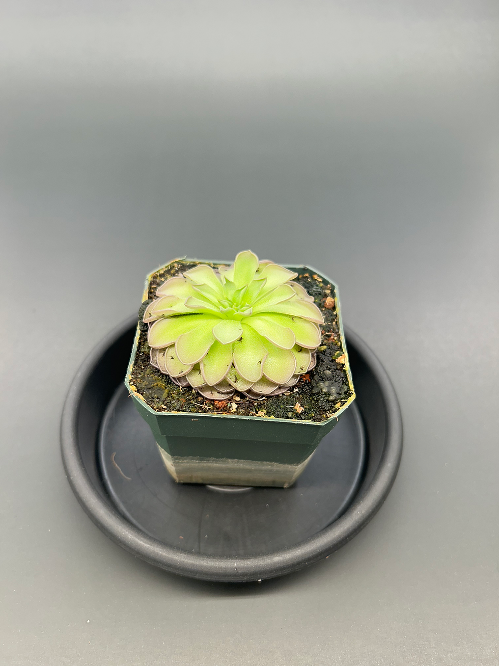 Thumbnail: Pinguicula cyclosecta