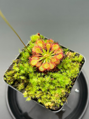 Pink Sundew - Drosera capillaris | Fangs & Foliage