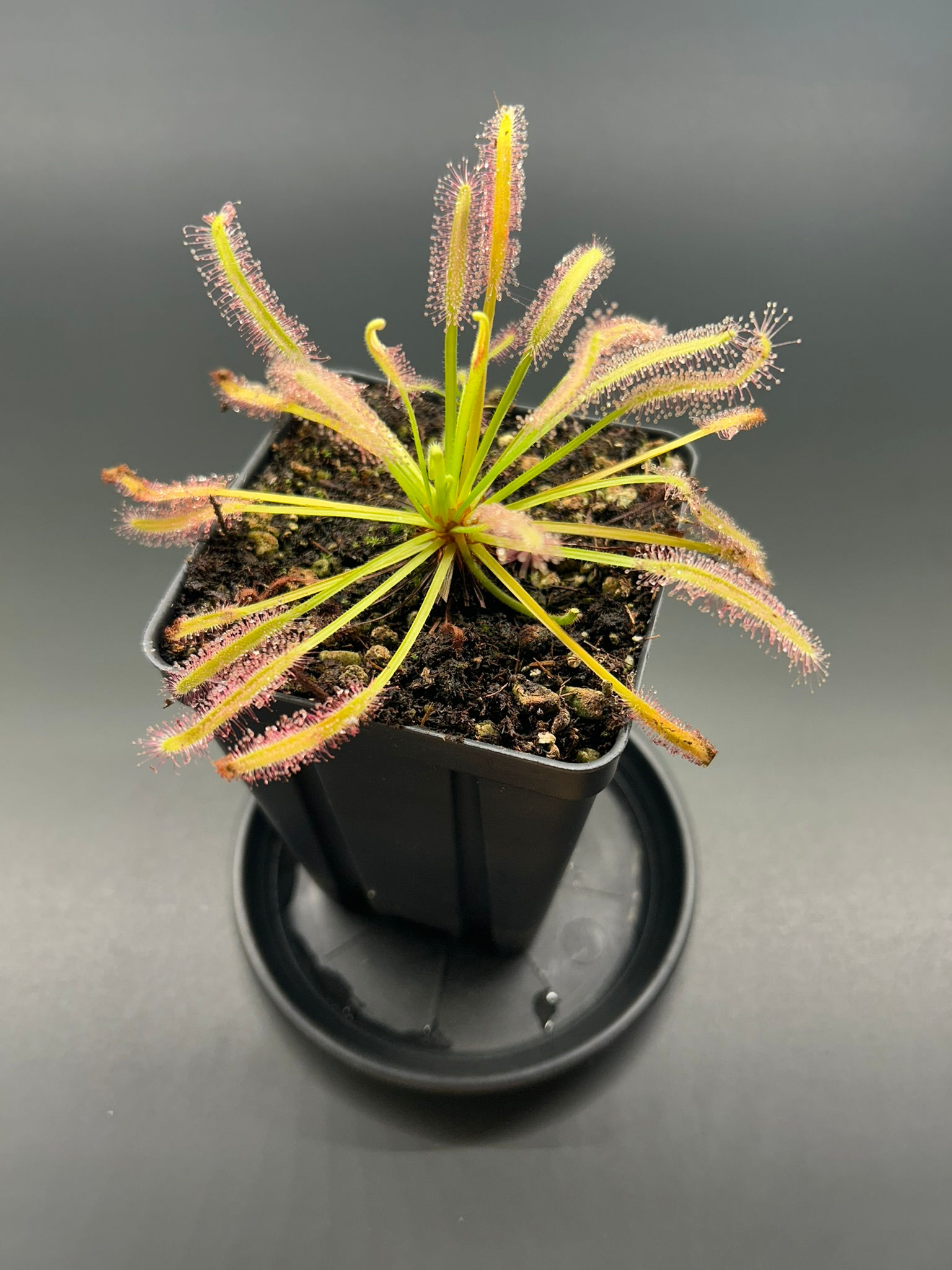 Cape Sundew - Drosera capensis alba