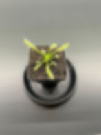 Thumbnail: Cape Sundew - Drosera capensis alba