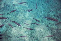 Fish Swimming