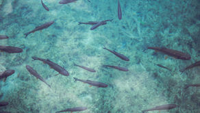 Reviving Fish Parasitology in Lithuania