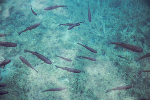 Banc de poissons