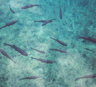 Fish Swimming