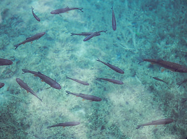 Fish Swimming
